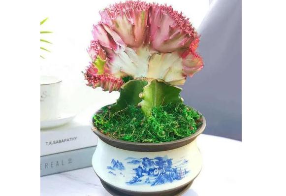 仙人掌是植物還是花？仙人掌可以防輻射嗎？