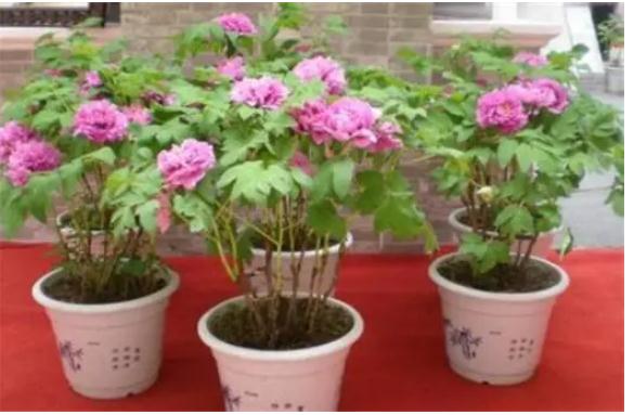 牡丹花幾月份種怎么種？牡丹花什么時候施肥好？