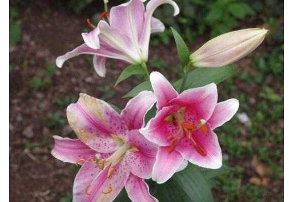 百合花為什么揪黃芯？百合花怎么取種？