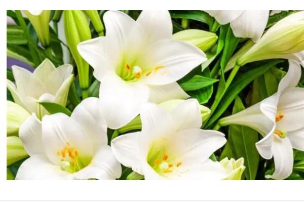 百合花的生物堿真的會致死嗎？百合花粉怎么樣才能洗掉？