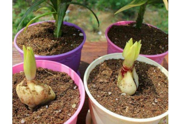 百合花的球根怎么保存？百合花的根部葉黃了怎么辦？