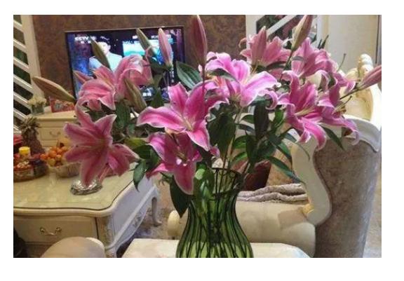 百合花放在家里哪個位置好？百合花多少天澆一次水？