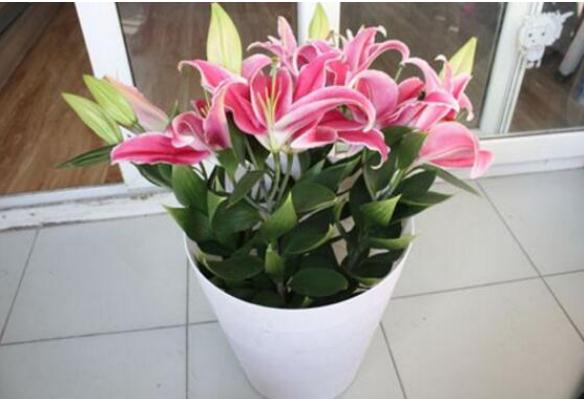 孕婦家里可以放百合花嗎？百合花散發(fā)出來的氣味有毒嗎？