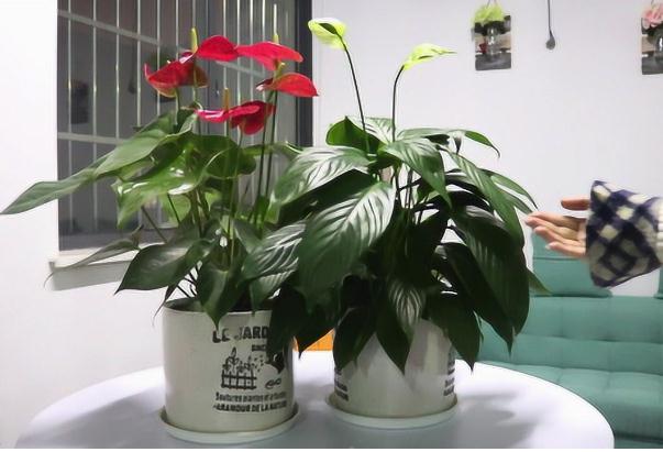 白掌和紅掌有什么區(qū)別？紅掌多久澆一次水？