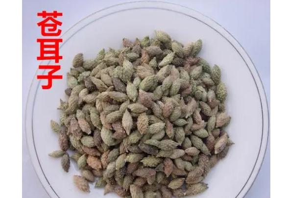 蒼耳子葉子外敷有什么作用？蒼耳子油怎樣制作？