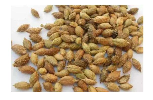 蒼耳子對肝臟有損害嗎？蒼耳子對胃有影響嗎？
