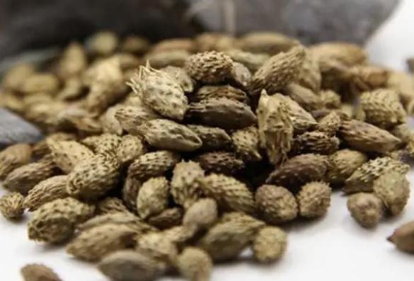 蒼耳子能泡酒嗎？蒼耳子泡酒的功效？