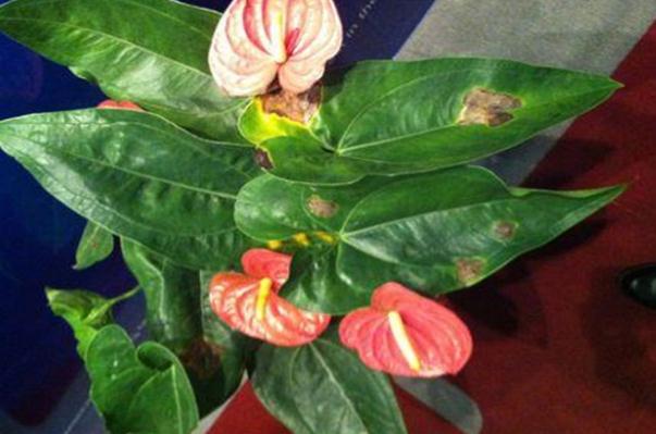 紅掌葉子發(fā)黃焦邊干枯是怎么回事？紅掌長不高怎么辦？