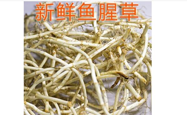 魚腥草可以治腮腺炎嗎？魚腥草能治咳嗽嗎？