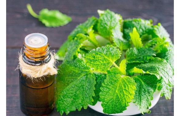 薄荷精油有什么功效與作用？玫瑰薄荷茶適合什么人喝？
