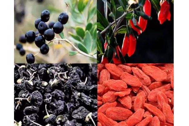 黑枸杞和紅枸杞有什么區(qū)別？黑枸杞不適合什么人食用？
