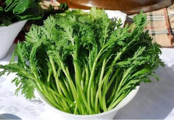 如何挑選茼蒿？泥蒿是茼蒿嗎？