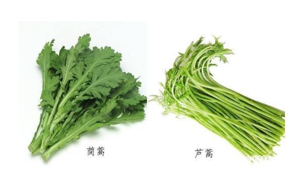 蘆蒿和茼蒿有什么區(qū)別？茼蒿可以和什么搭配吃？