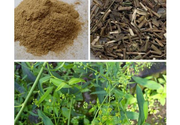 柴胡的藥理作用是什么？柴胡的副作用有哪些？