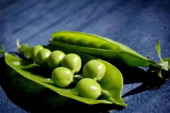 豌豆的食用價值有哪些？豌豆不宜和什么一起吃？