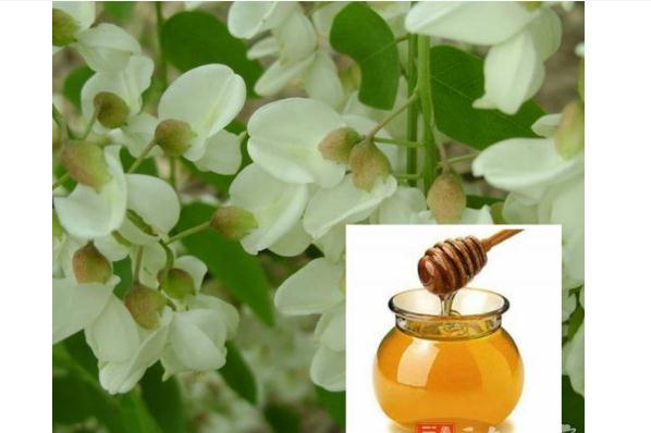 槐花蜜有什么功效與作用？槐花蜜怎么喝好？
