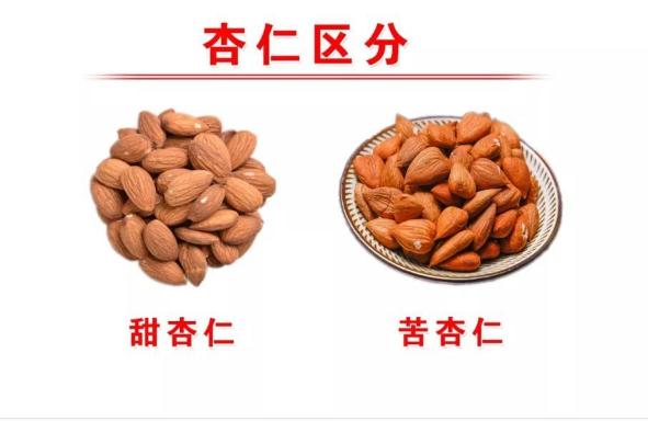 苦杏仁有毒嗎？甜杏仁和苦杏仁有什么區(qū)別？