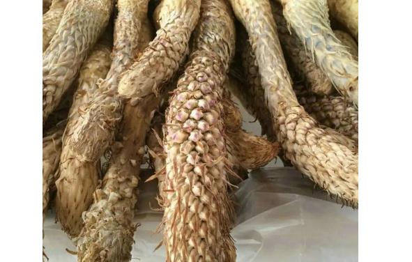 肉蓯蓉的營養(yǎng)價值有什么？肉蓯蓉的好處有哪些？