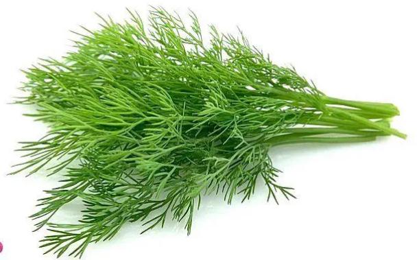 ?茴香有什么營養(yǎng)價(jià)值？吃茴香有哪些好處？
