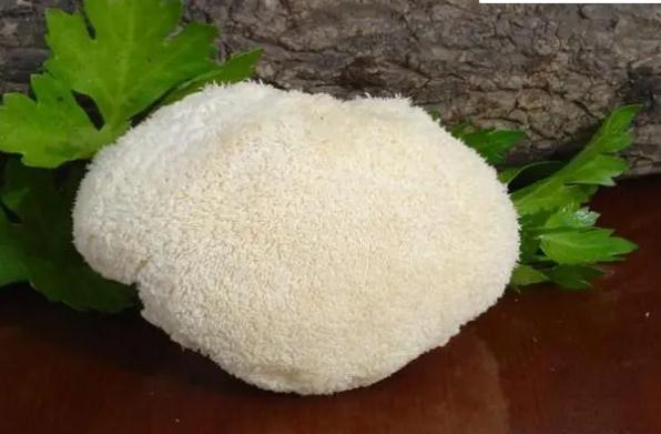 鮮猴頭菇可以放多久不壞？鮮猴頭菇可以冷凍嗎？