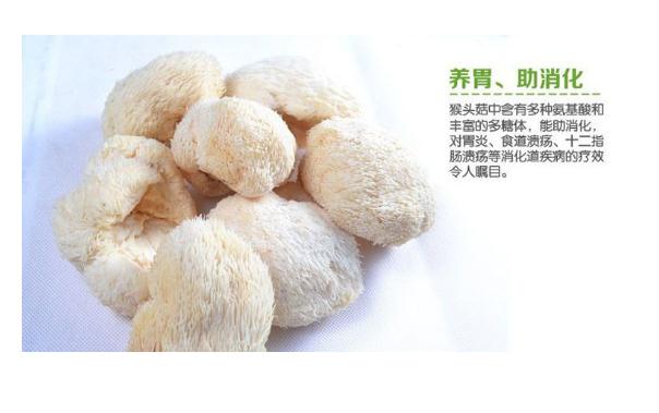 猴頭菇能治療胃病嗎？吃猴頭菇有什么好處？