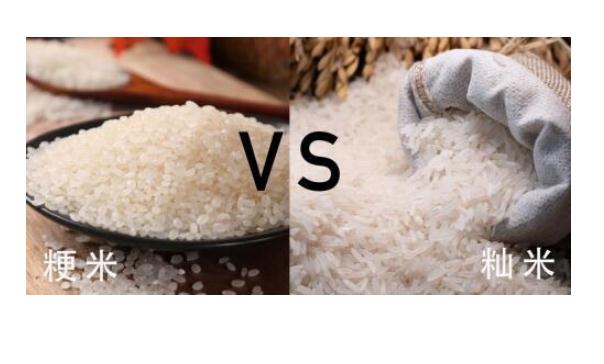 粳米和秈米口感有什么不同？粳米和大米有什么區(qū)別？