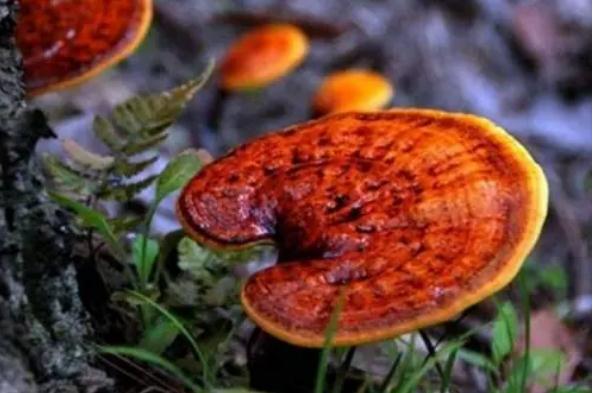靈芝都有哪些種類？靈芝是熱性還是涼性？