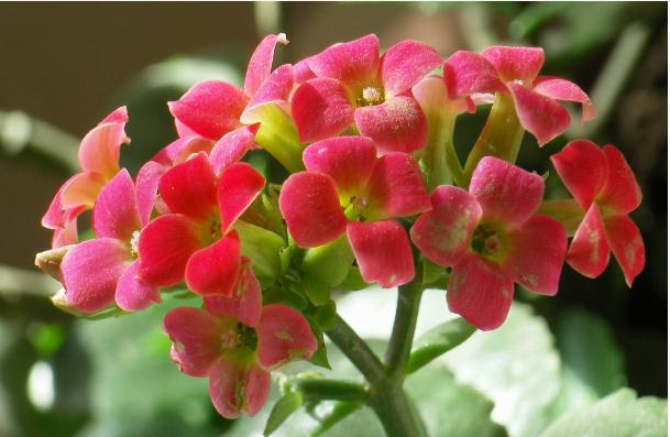 長(zhǎng)壽花怎么養(yǎng)殖？長(zhǎng)壽花澆水時(shí)能澆葉子上面嗎？