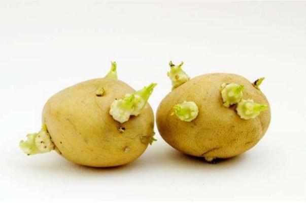 土豆只變綠沒發(fā)芽能吃嗎？土豆發(fā)芽變綠還能吃嗎？