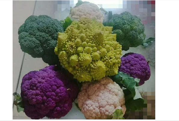 西蘭花出黃籽還能吃嗎？西蘭花頂發(fā)紫怎么回事？