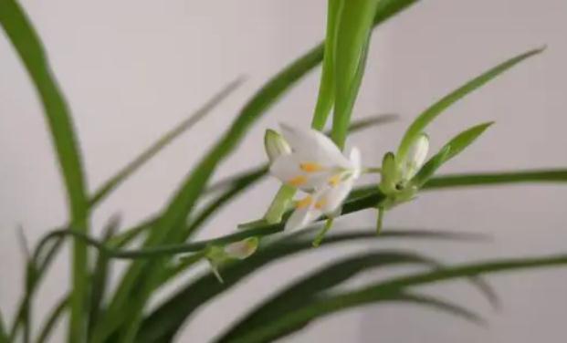 啤酒花是什么？蘭花花語是什么？
