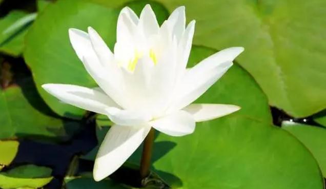 荷花粉是什么？荷花應(yīng)該怎么吃呢？