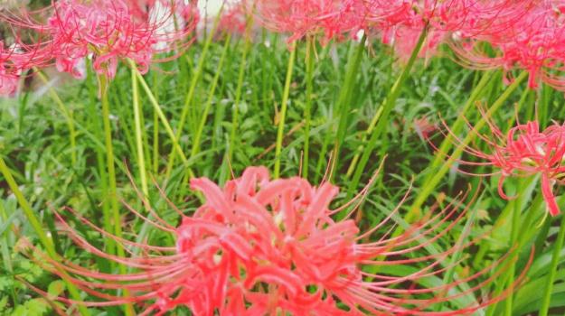 曼珠沙華的花語是什么？曼陀羅的花語是什么？