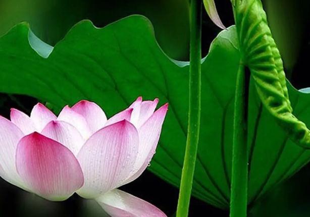 萬畝荷花生態(tài)園在哪里？荷花節(jié)在哪里舉辦？