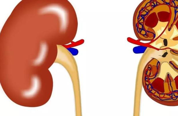 腎炎水腫可以治好嗎？腎炎水腫多久能消除？