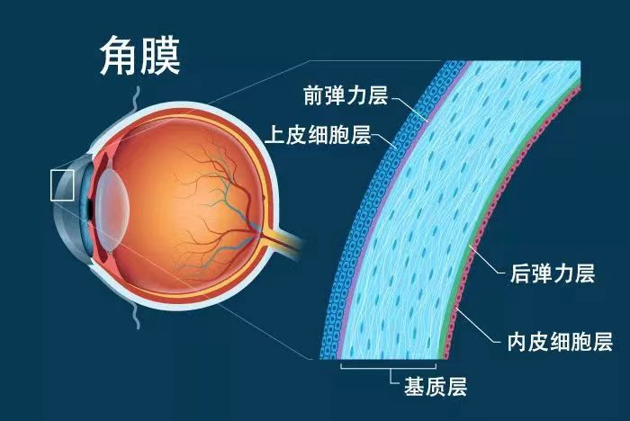 ICL晶體植入術(shù)前為什么要做角膜內(nèi)皮檢查？東莞光明眼科醫(yī)院服務(wù)周到