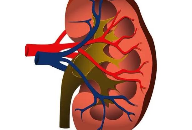 羊腰羊鞭怎么吃才補(bǔ)腎？花膠怎么吃更補(bǔ)腎？