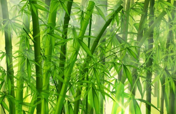 竹筍能長成竹子嗎？AHC竹子面膜的功效？
