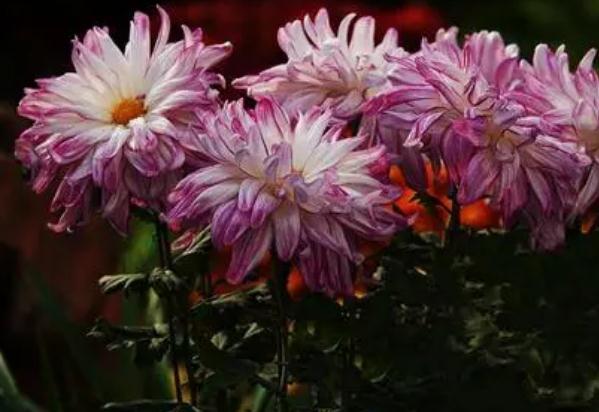 綠茶和菊花泡的禁忌 ？枸杞能抵消菊花的寒性嗎？