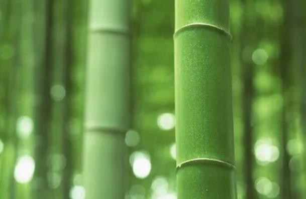 竹子要煮多久以后不會開裂 ？竹子葉包粽子有毒嗎？