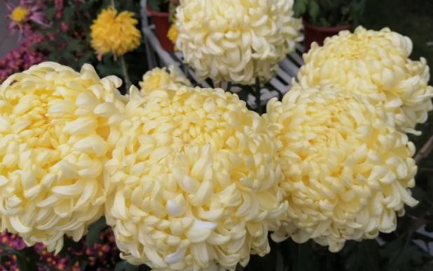 金銀花好還是菊花好？菊花泡水后變綠能喝嗎？