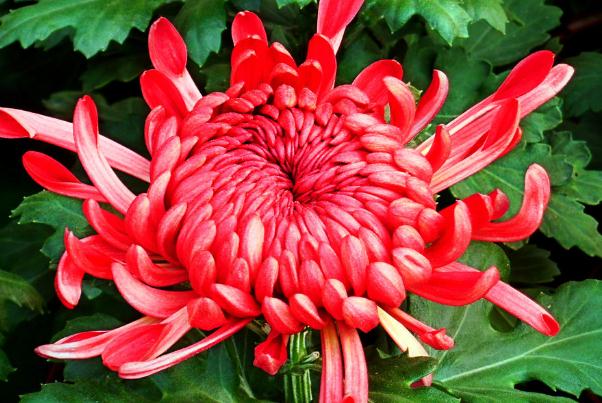 菊花泡水喝的害處 ？菊花茶對肝好嗎？