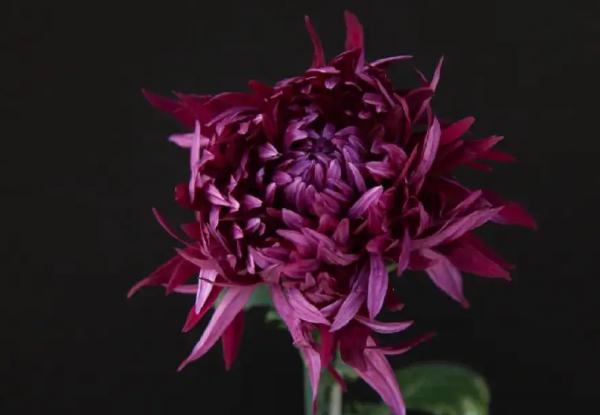 黃色菊花的寓意和象征意義？菊花茶怎么喝？