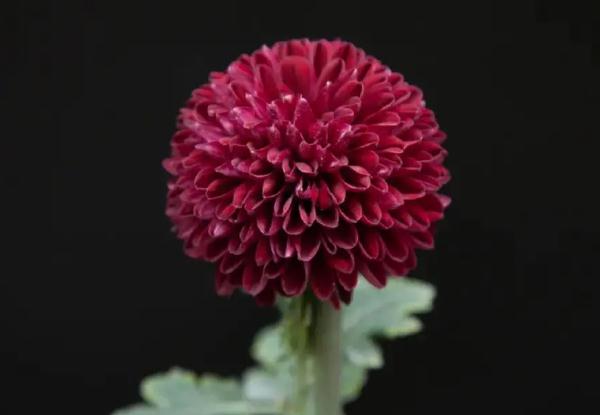 菊花有哪些顏色？菊花腦可以涼拌嗎？