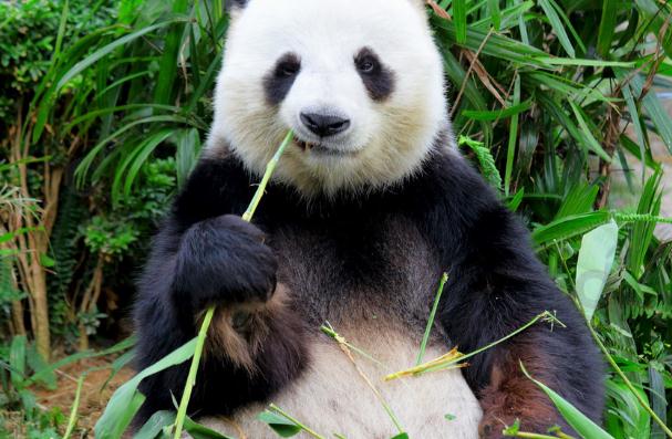 熊貓不吃竹子會(huì)死嗎？大熊貓為什么能消化竹子？