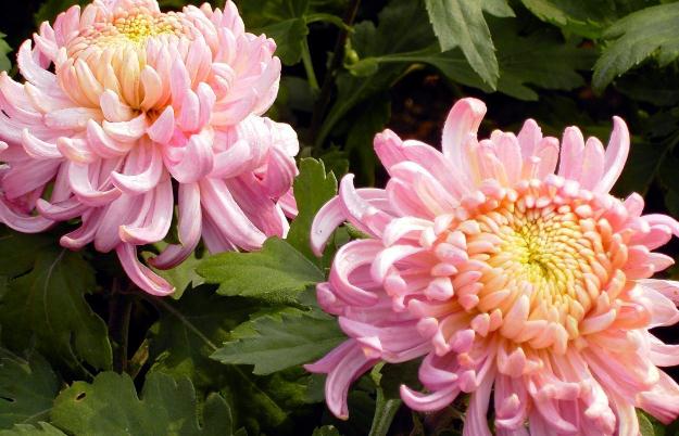菊花茶對咽炎有效果嗎？白晶菊花期是什么時候呢？