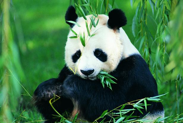 大熊貓喜歡玩什么東西？大熊貓的行為特點(diǎn)？