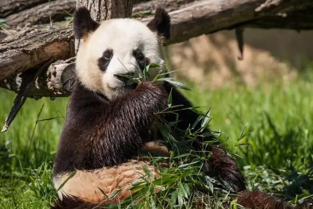 大熊貓為什么有兩個(gè)黑眼圈 ？熊貓為何從吃肉改成吃竹？