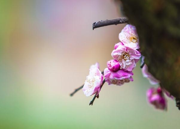 臘梅花蠟燭的制作方法 ？臘梅花籽怎么種？