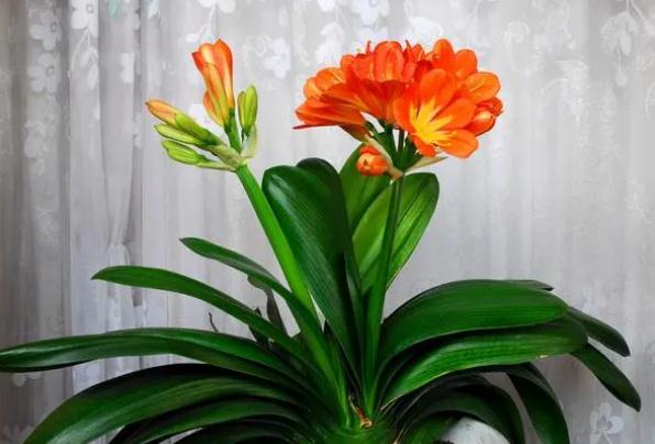 臘梅花怎么處理可以泡水喝嗎 ？臘梅花的食療作用？